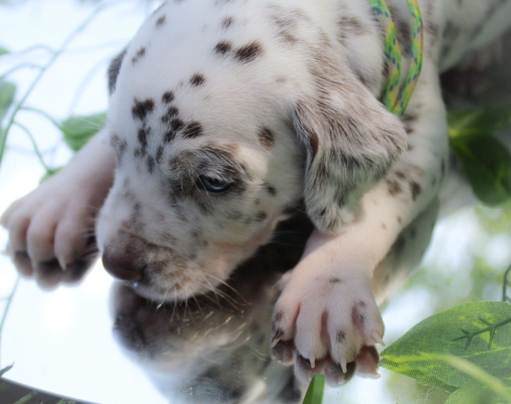 Des Dalma d'Olympe - Chiots disponibles - Dalmatien