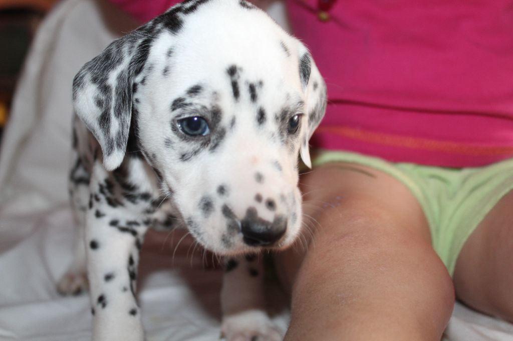 Des Dalma d'Olympe - Chiots disponibles - Dalmatien