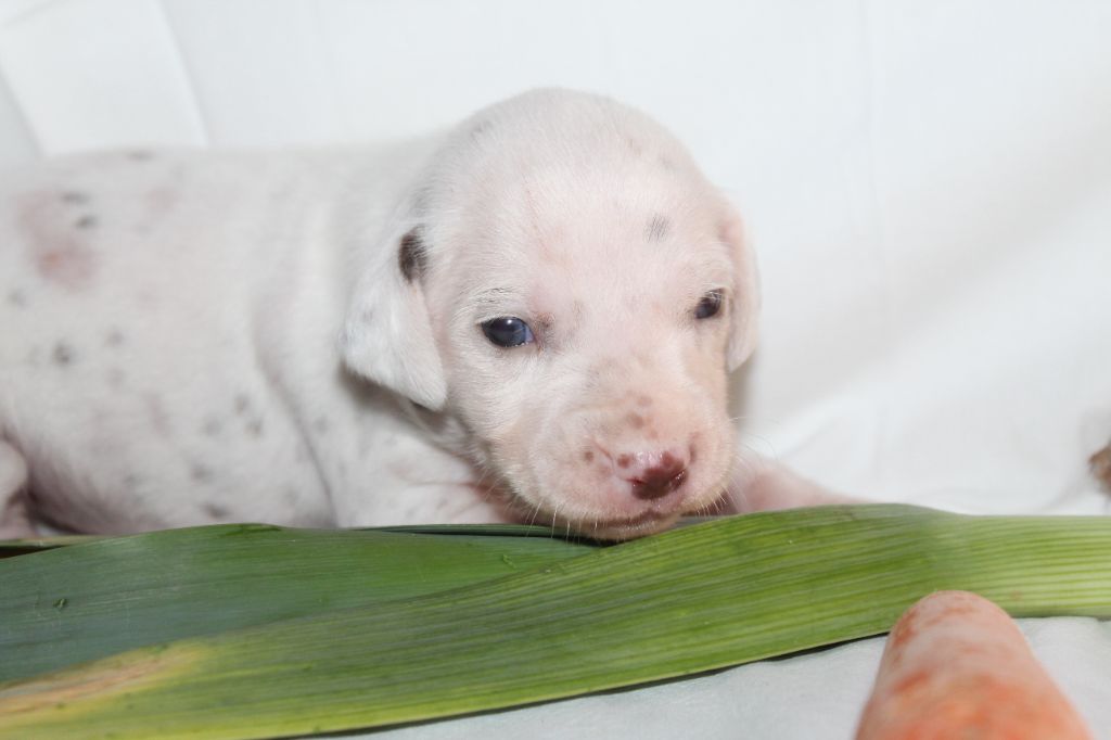 Des Dalma d'Olympe - Chiots disponibles - Dalmatien