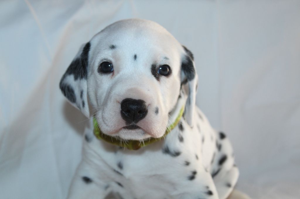 Des Dalma d'Olympe - Chiots disponibles - Dalmatien