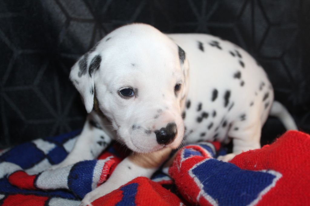 Des Dalma d'Olympe - Chiots disponibles - Dalmatien