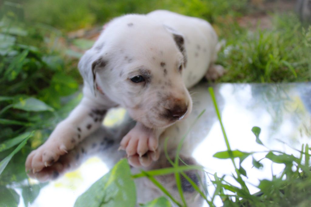 Des Dalma d'Olympe - Chiots disponibles - Dalmatien