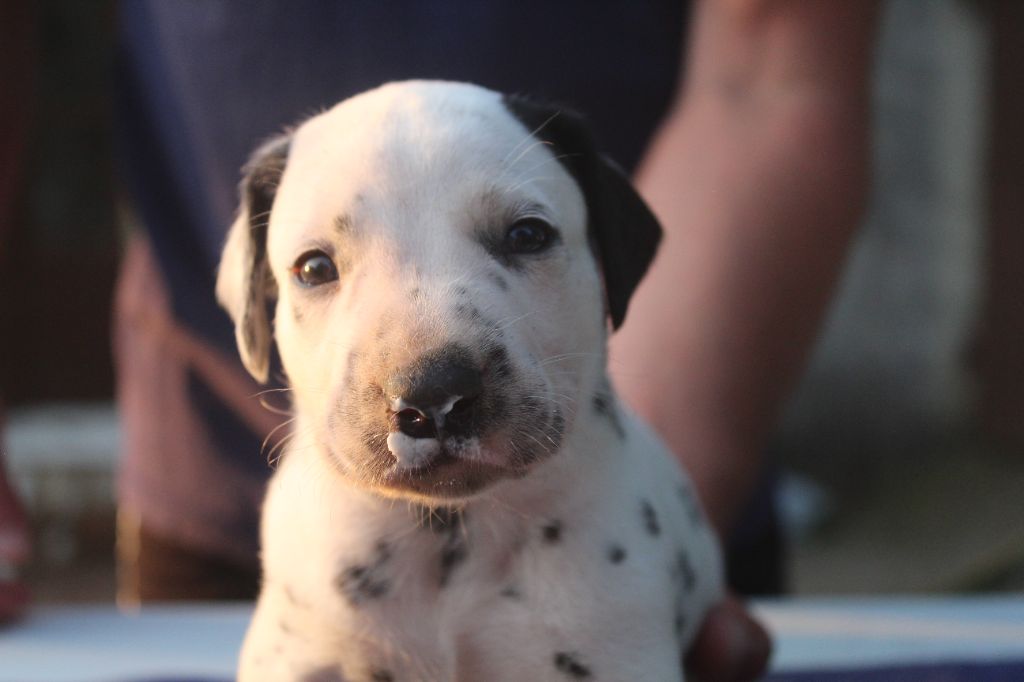 Des Dalma d'Olympe - Dalmatien - Portée née le 26/06/2021