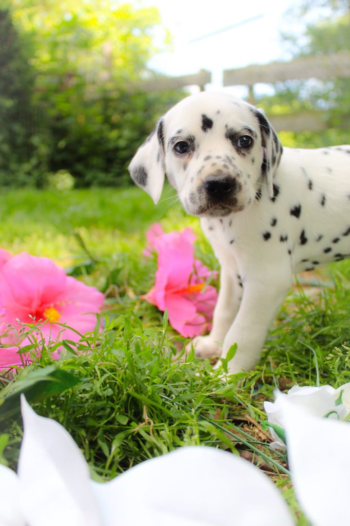 Des Dalma d'Olympe - Chiots disponibles - Dalmatien