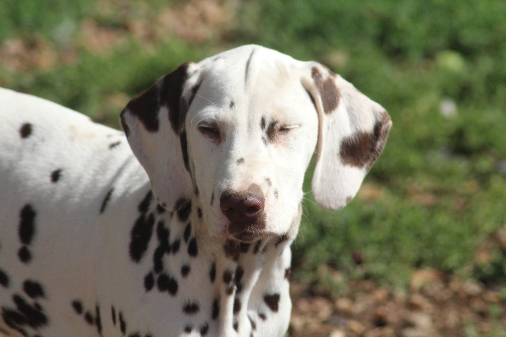 Des Dalma d'Olympe - Chiots disponibles - Dalmatien