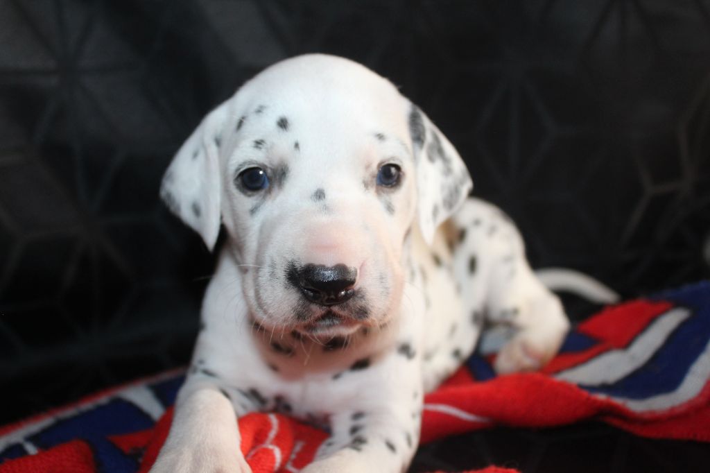 Des Dalma d'Olympe - Chiots disponibles - Dalmatien
