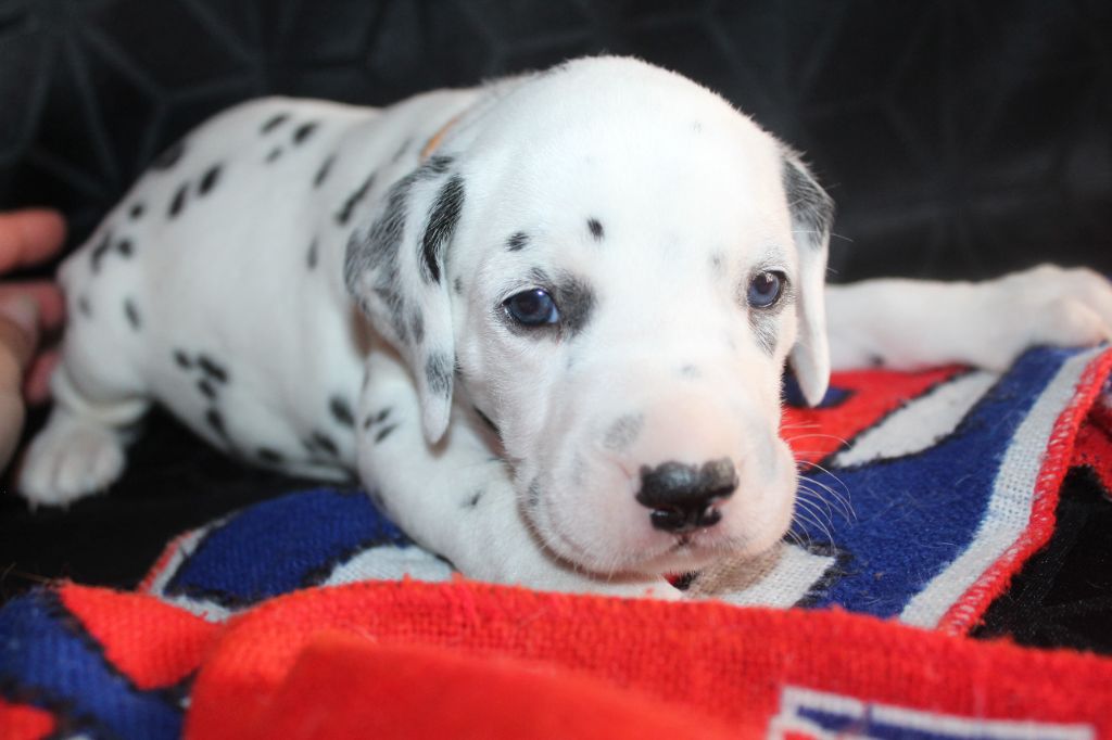 Des Dalma d'Olympe - Chiots disponibles - Dalmatien