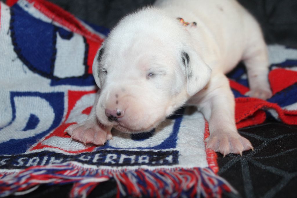 Des Dalma d'Olympe - Chiots disponibles - Dalmatien