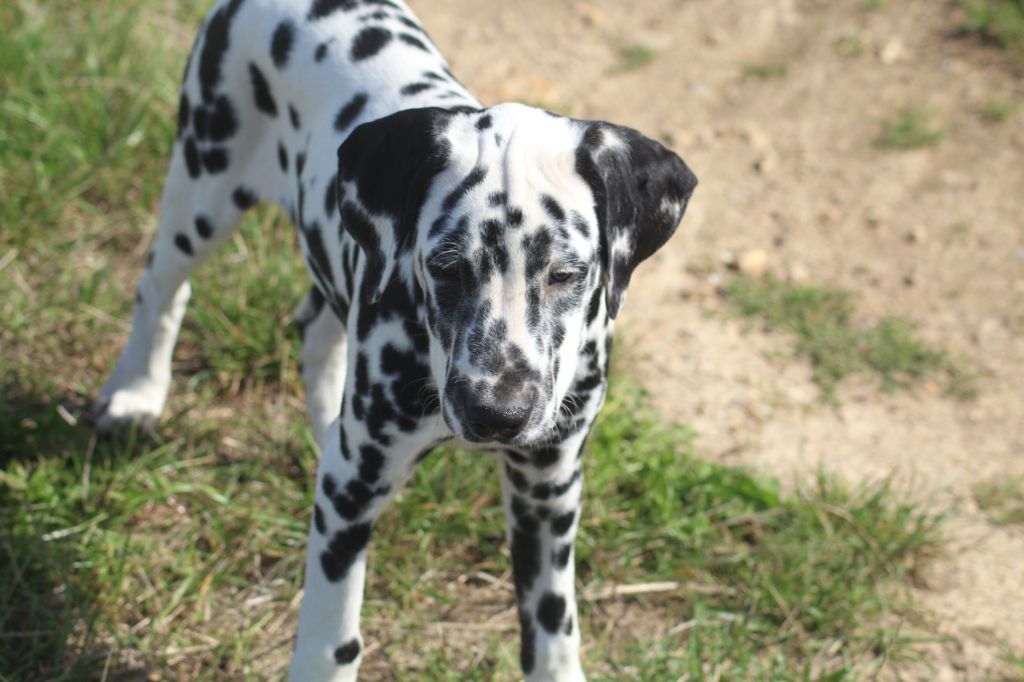 Des Dalma d'Olympe - Chiots disponibles - Dalmatien