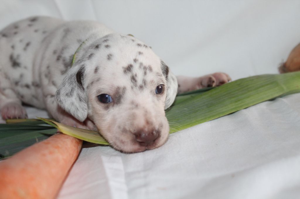 Des Dalma d'Olympe - Chiots disponibles - Dalmatien