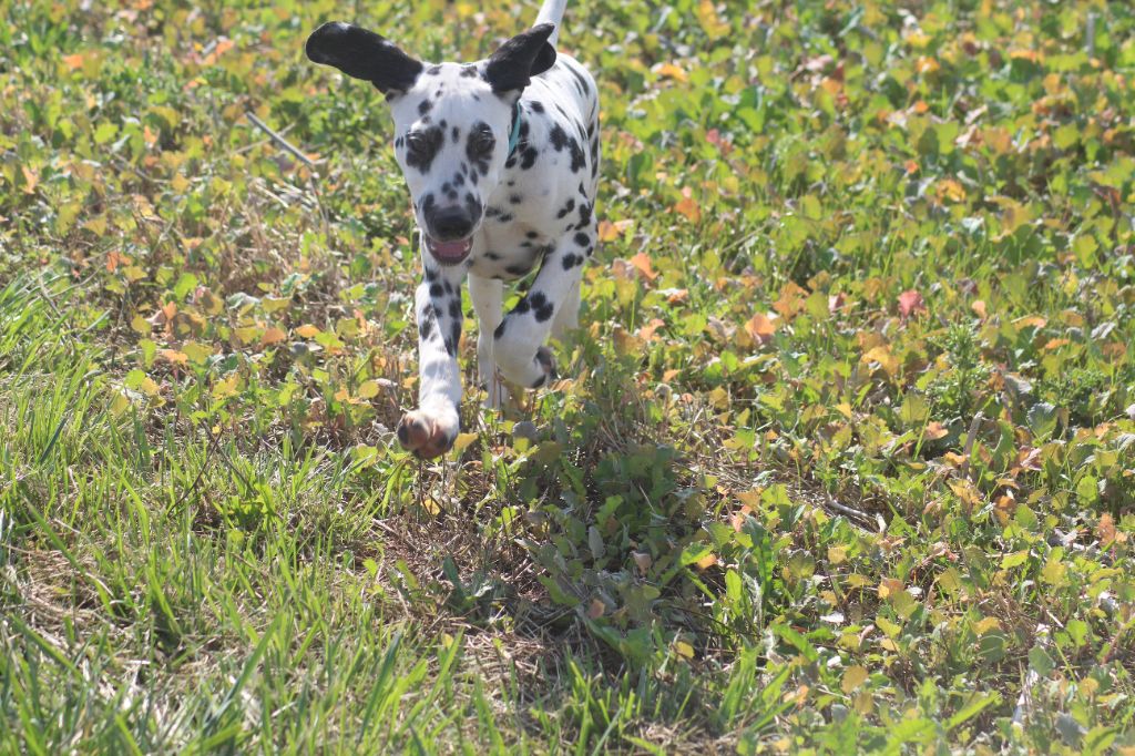 Des Dalma d'Olympe - Chiots disponibles - Dalmatien