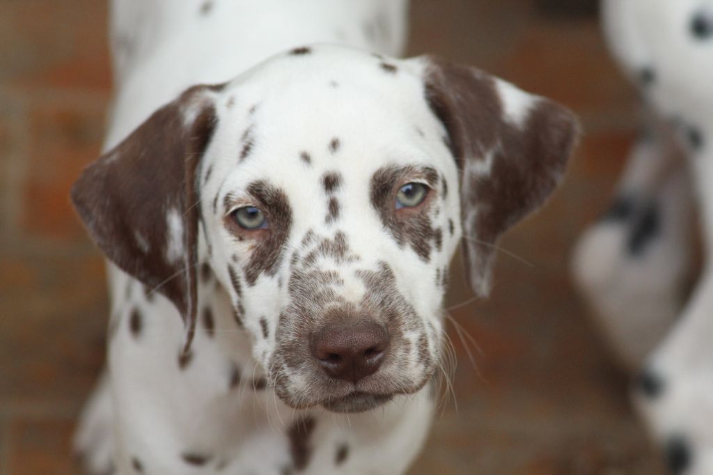 Des Dalma d'Olympe - Chiots disponibles - Dalmatien