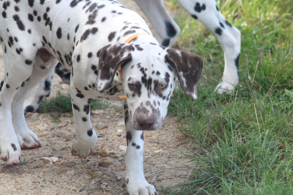 Des Dalma d'Olympe - Chiots disponibles - Dalmatien