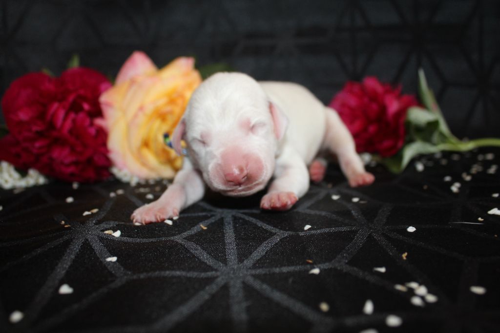 Des Dalma d'Olympe - Chiots disponibles - Dalmatien
