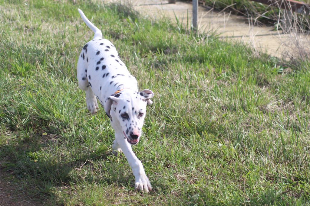 Des Dalma d'Olympe - Chiots disponibles - Dalmatien