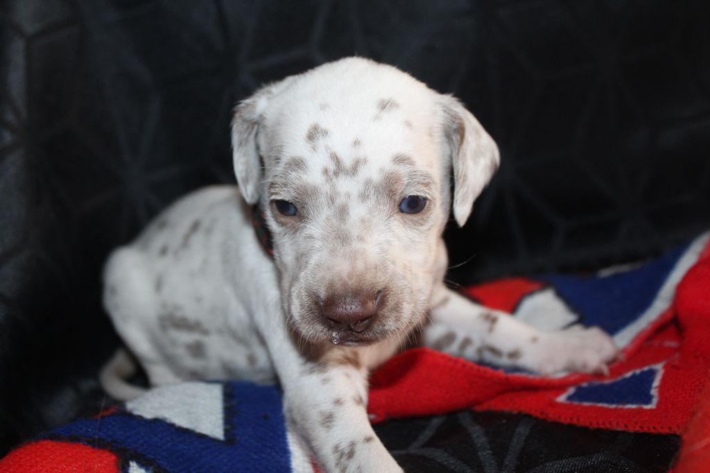 Des Dalma d'Olympe - Chiots disponibles - Dalmatien