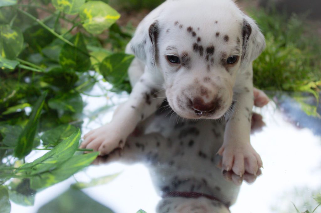 Des Dalma d'Olympe - Chiots disponibles - Dalmatien