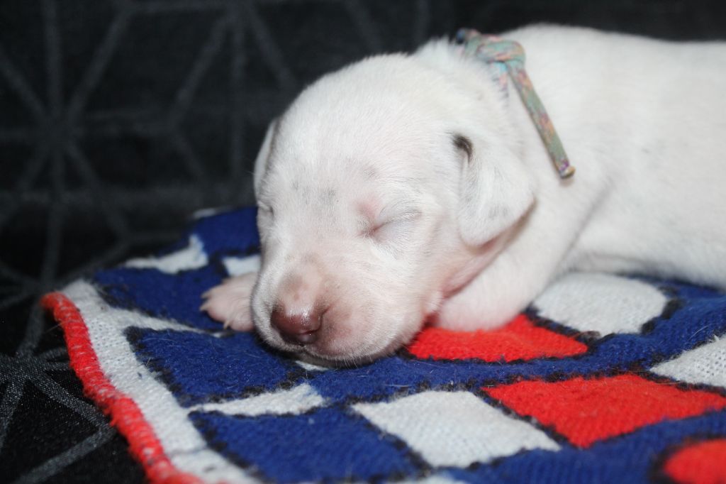 Des Dalma d'Olympe - Chiots disponibles - Dalmatien