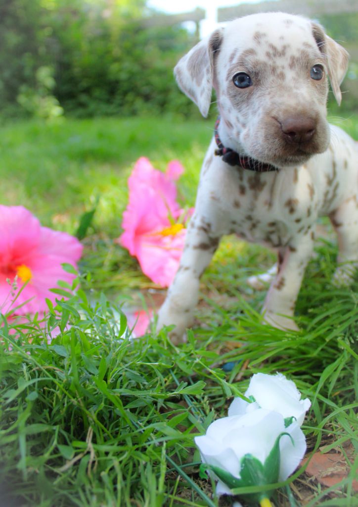 Des Dalma d'Olympe - Chiots disponibles - Dalmatien