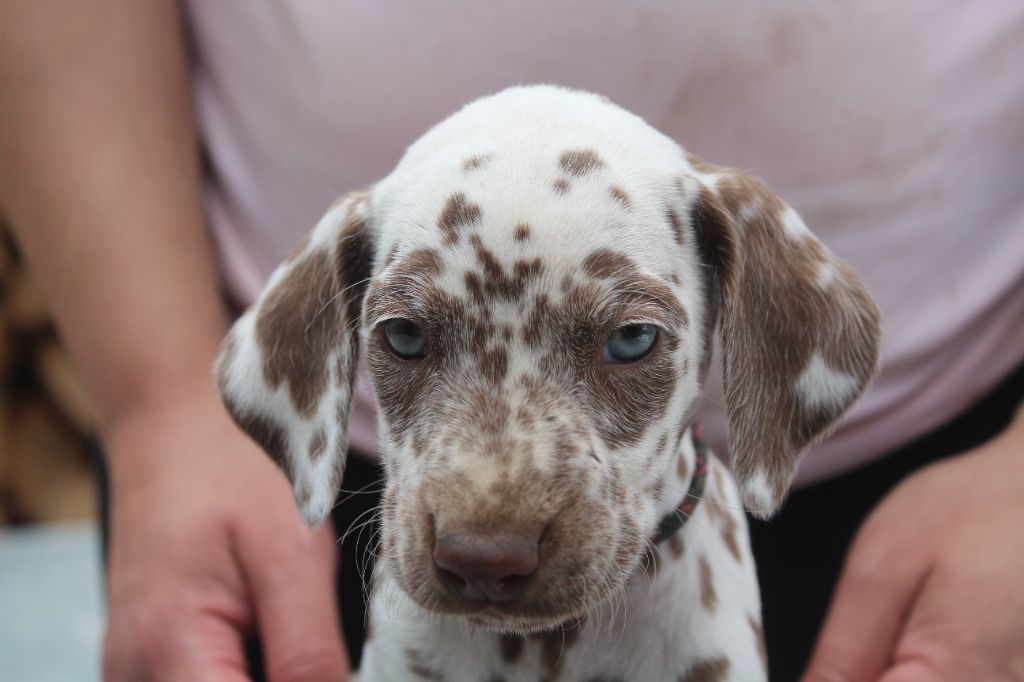 Des Dalma d'Olympe - Chiots disponibles - Dalmatien