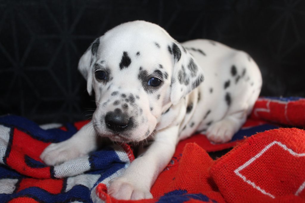 Des Dalma d'Olympe - Chiots disponibles - Dalmatien