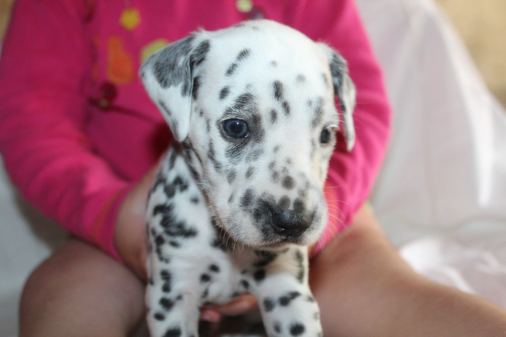Des Dalma d'Olympe - Chiots disponibles - Dalmatien