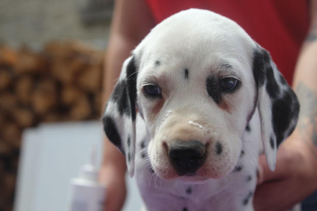 Des Dalma d'Olympe - Chiots disponibles - Dalmatien