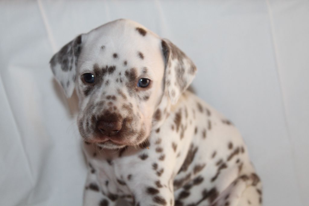 Des Dalma d'Olympe - Chiots disponibles - Dalmatien