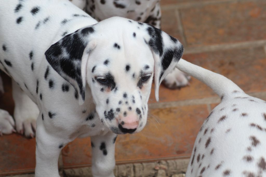 Des Dalma d'Olympe - Chiots disponibles - Dalmatien