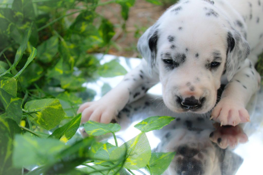 Des Dalma d'Olympe - Chiots disponibles - Dalmatien