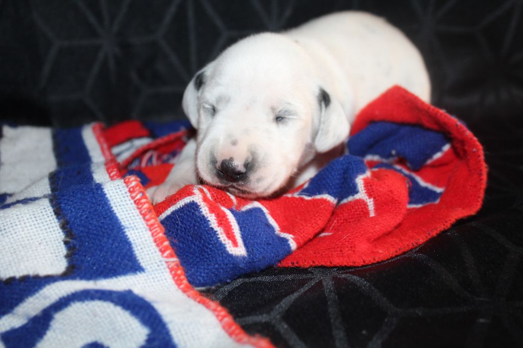 Des Dalma d'Olympe - Chiots disponibles - Dalmatien