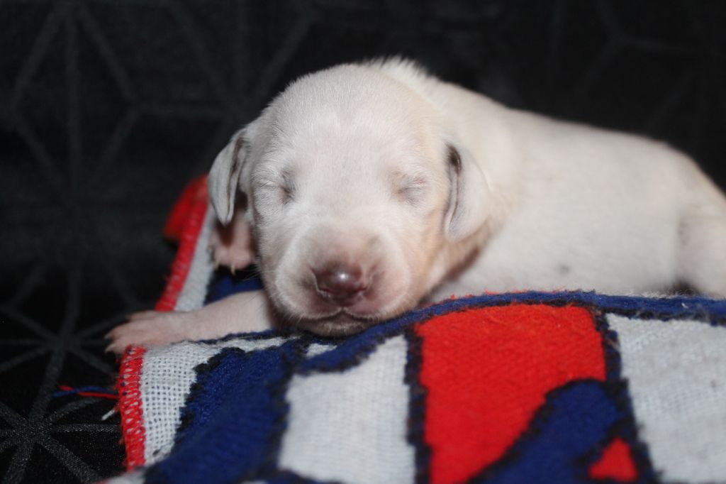Des Dalma d'Olympe - Chiots disponibles - Dalmatien