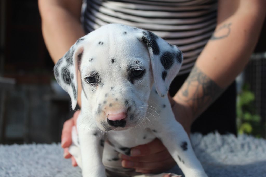 Des Dalma d'Olympe - Chiots disponibles - Dalmatien