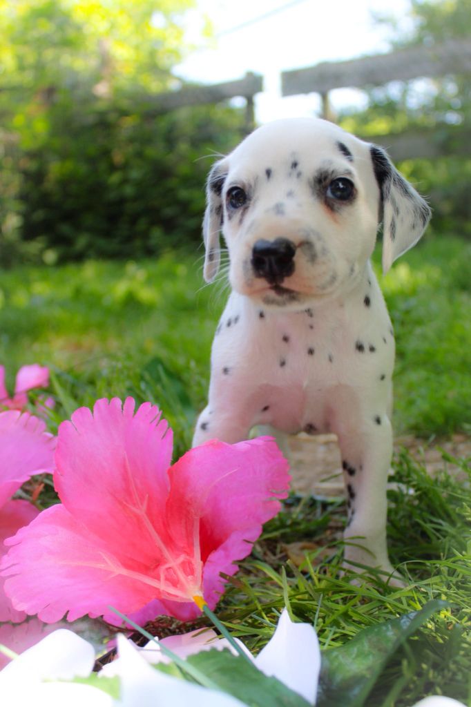 Des Dalma d'Olympe - Chiots disponibles - Dalmatien