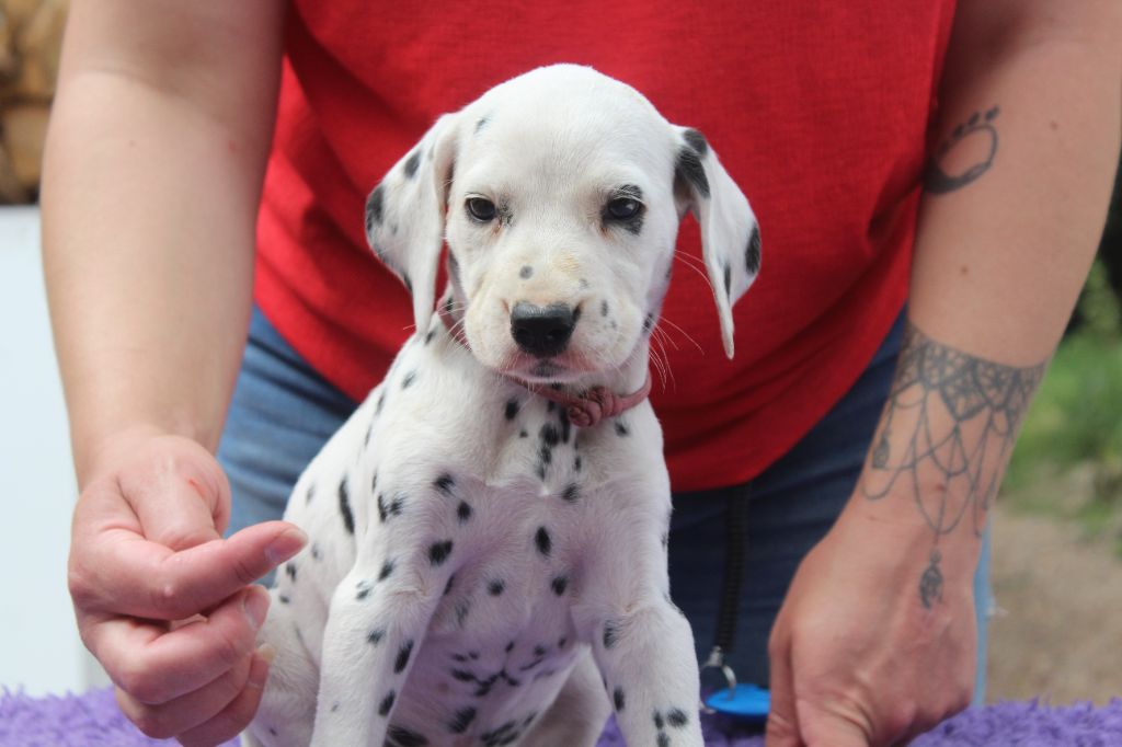 Des Dalma d'Olympe - Chiots disponibles - Dalmatien