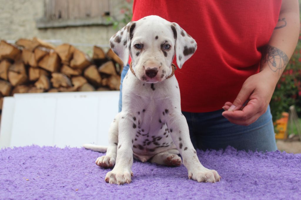 Des Dalma d'Olympe - Chiots disponibles - Dalmatien