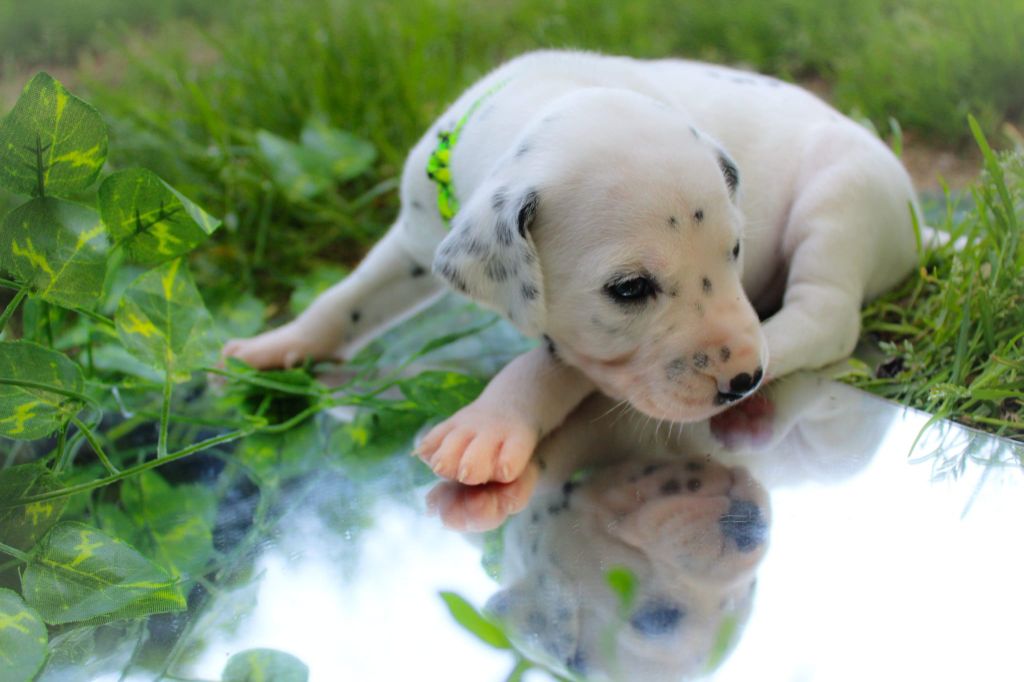 Des Dalma d'Olympe - Chiots disponibles - Dalmatien