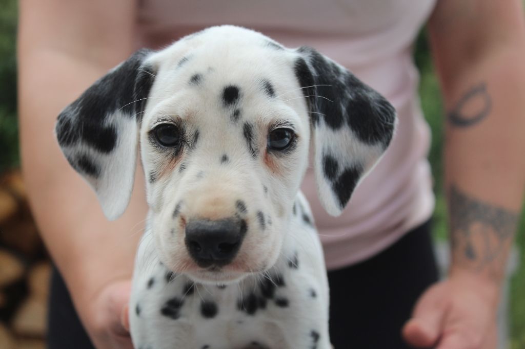 Des Dalma d'Olympe - Chiots disponibles - Dalmatien