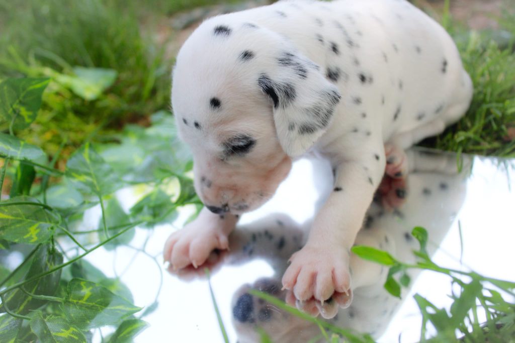 Des Dalma d'Olympe - Chiots disponibles - Dalmatien