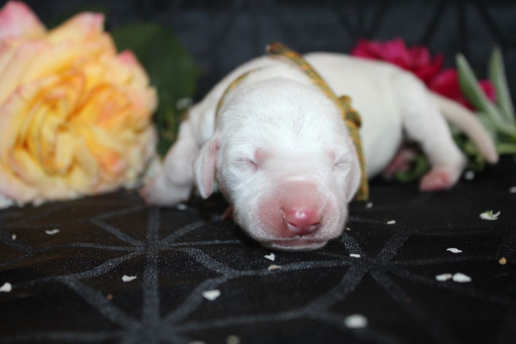 Des Dalma d'Olympe - Chiots disponibles - Dalmatien