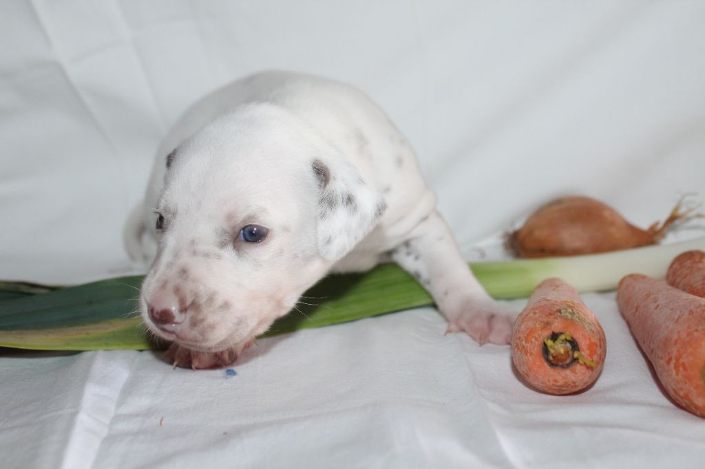 Des Dalma d'Olympe - Chiots disponibles - Dalmatien