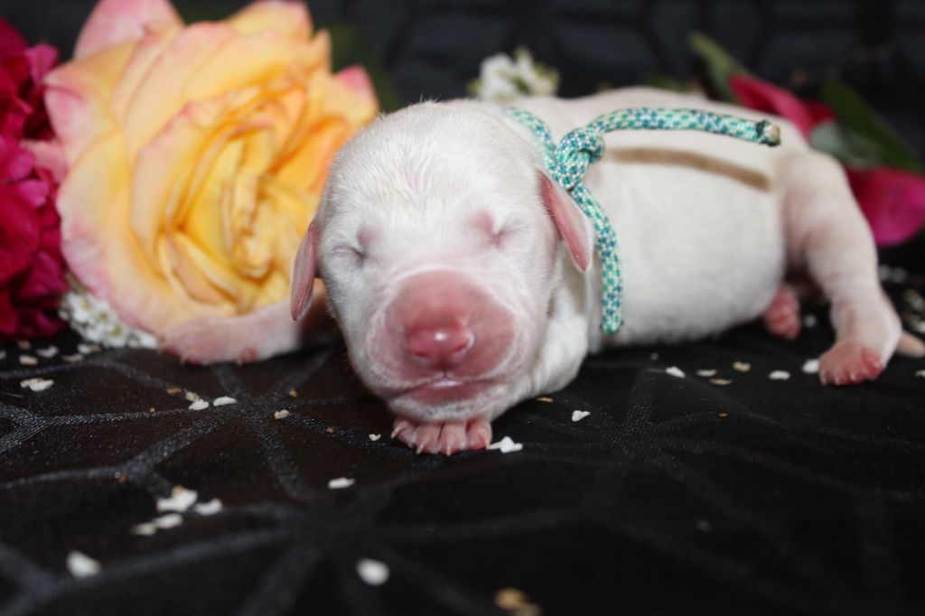 Des Dalma d'Olympe - Chiots disponibles - Dalmatien