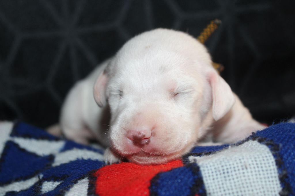 Des Dalma d'Olympe - Chiots disponibles - Dalmatien