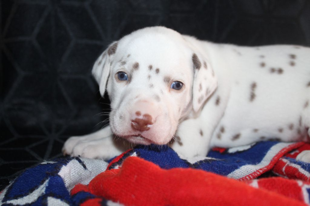 Des Dalma d'Olympe - Chiots disponibles - Dalmatien