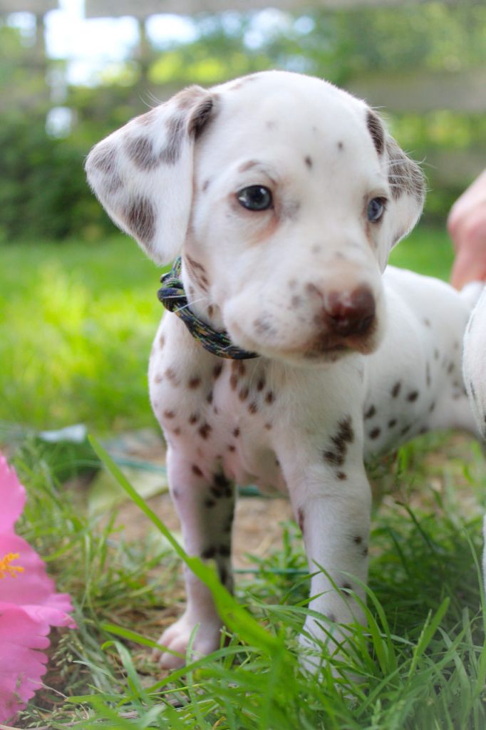 Des Dalma d'Olympe - Chiots disponibles - Dalmatien