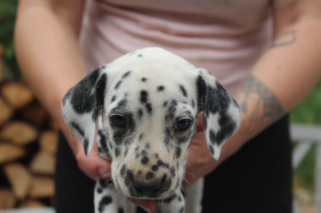 Des Dalma d'Olympe - Chiots disponibles - Dalmatien