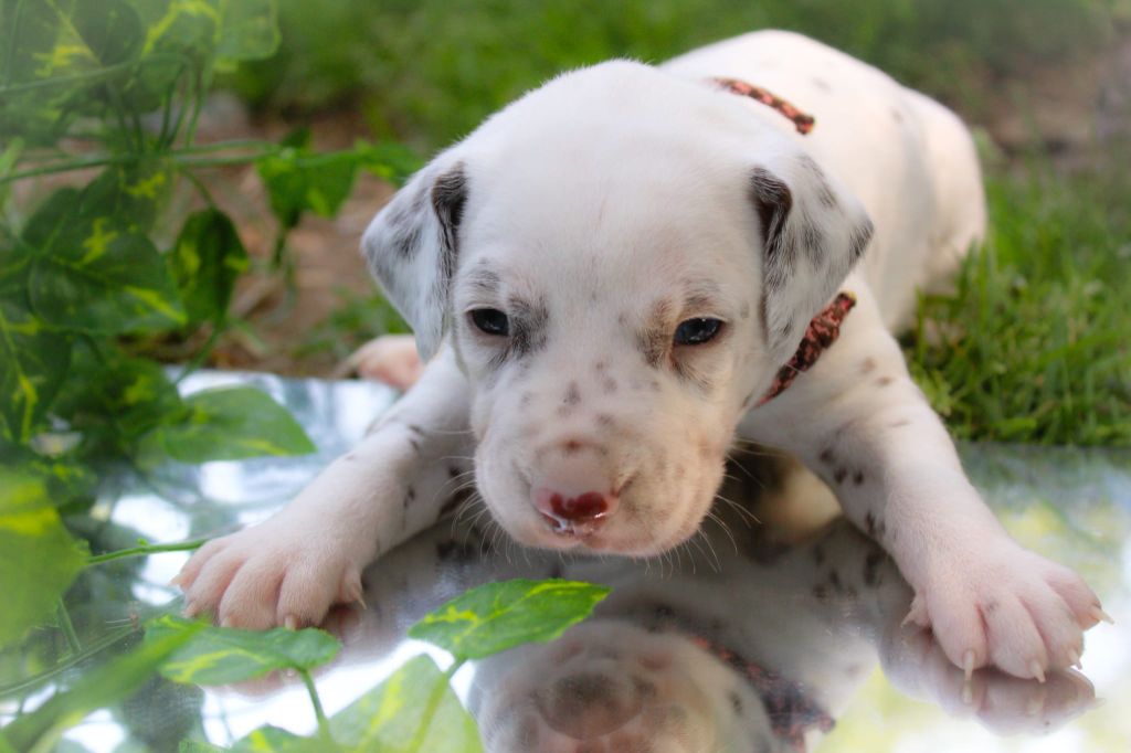 Des Dalma d'Olympe - Chiots disponibles - Dalmatien