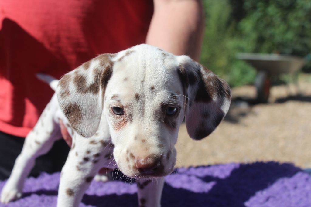 Des Dalma d'Olympe - Chiots disponibles - Dalmatien