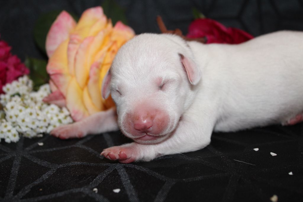 Des Dalma d'Olympe - Chiots disponibles - Dalmatien