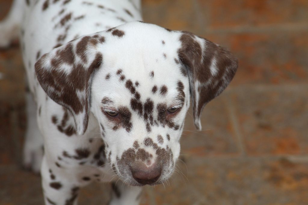 Des Dalma d'Olympe - Chiots disponibles - Dalmatien